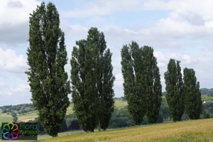 Populus nigra Italica (5)